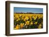 Fields with Yellow Daffodils-Ivonnewierink-Framed Photographic Print