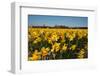 Fields with Yellow Daffodils-Ivonnewierink-Framed Photographic Print
