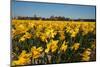 Fields with Yellow Daffodils-Ivonnewierink-Mounted Photographic Print