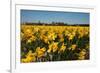 Fields with Yellow Daffodils-Ivonnewierink-Framed Photographic Print