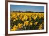 Fields with Yellow Daffodils-Ivonnewierink-Framed Photographic Print