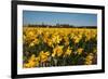 Fields with Yellow Daffodils-Ivonnewierink-Framed Photographic Print