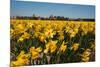 Fields with Yellow Daffodils-Ivonnewierink-Mounted Photographic Print