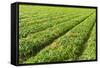 Fields-gkuna-Framed Stretched Canvas