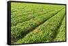 Fields-gkuna-Framed Stretched Canvas