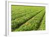 Fields-gkuna-Framed Photographic Print