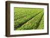 Fields-gkuna-Framed Photographic Print