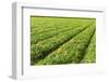 Fields-gkuna-Framed Photographic Print