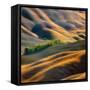 Fields-Krzysztof Browko-Framed Stretched Canvas