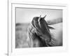 Fierce Grace-Tony Stromberg-Framed Premium Photographic Print