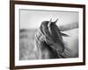 Fierce Grace-Tony Stromberg-Framed Premium Photographic Print