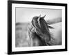 Fierce Grace-Tony Stromberg-Framed Premium Photographic Print