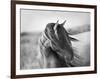 Fierce Grace-Tony Stromberg-Framed Photographic Print