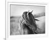 Fierce Grace-Tony Stromberg-Framed Photographic Print