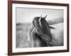 Fierce Grace-Tony Stromberg-Framed Photographic Print