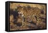 Fierce Jaguar-DLILLC-Framed Stretched Canvas