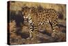 Fierce Jaguar-DLILLC-Stretched Canvas