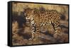 Fierce Jaguar-DLILLC-Framed Stretched Canvas