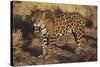 Fierce Jaguar-DLILLC-Stretched Canvas