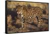 Fierce Jaguar-DLILLC-Framed Stretched Canvas