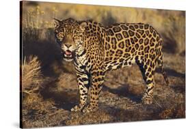 Fierce Jaguar-DLILLC-Stretched Canvas