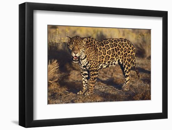 Fierce Jaguar-DLILLC-Framed Premium Photographic Print