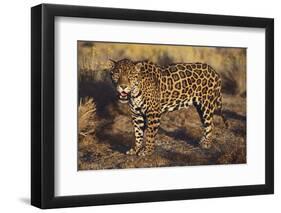 Fierce Jaguar-DLILLC-Framed Premium Photographic Print