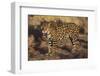 Fierce Jaguar-DLILLC-Framed Premium Photographic Print