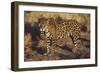 Fierce Jaguar-DLILLC-Framed Photographic Print