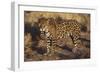 Fierce Jaguar-DLILLC-Framed Photographic Print