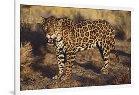 Fierce Jaguar-DLILLC-Framed Photographic Print