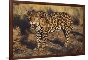 Fierce Jaguar-DLILLC-Framed Photographic Print