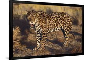 Fierce Jaguar-DLILLC-Framed Photographic Print