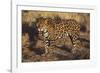 Fierce Jaguar-DLILLC-Framed Photographic Print