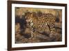 Fierce Jaguar-DLILLC-Framed Photographic Print