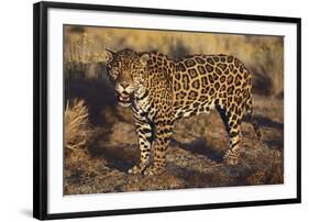 Fierce Jaguar-DLILLC-Framed Photographic Print