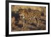 Fierce Jaguar-DLILLC-Framed Photographic Print