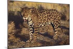 Fierce Jaguar-DLILLC-Mounted Photographic Print