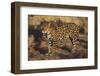 Fierce Jaguar-DLILLC-Framed Photographic Print