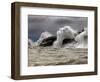 Fierce Lake Superior Waves Pound Minnesota's North Shore-Layne Kennedy-Framed Photographic Print