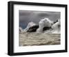 Fierce Lake Superior Waves Pound Minnesota's North Shore-Layne Kennedy-Framed Photographic Print