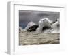 Fierce Lake Superior Waves Pound Minnesota's North Shore-Layne Kennedy-Framed Photographic Print