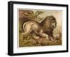Fierce-Looking Lion from the Atlas Mountains of North Africa-null-Framed Premium Photographic Print