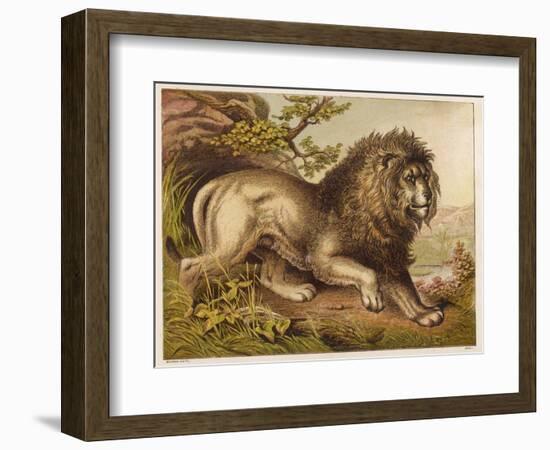 Fierce-Looking Lion from the Atlas Mountains of North Africa-null-Framed Photographic Print