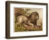 Fierce-Looking Lion from the Atlas Mountains of North Africa-null-Framed Photographic Print