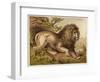 Fierce-Looking Lion from the Atlas Mountains of North Africa-null-Framed Photographic Print