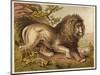Fierce-Looking Lion from the Atlas Mountains of North Africa-null-Mounted Photographic Print