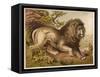 Fierce-Looking Lion from the Atlas Mountains of North Africa-null-Framed Stretched Canvas