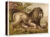 Fierce-Looking Lion from the Atlas Mountains of North Africa-null-Stretched Canvas