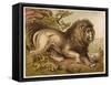 Fierce-Looking Lion from the Atlas Mountains of North Africa-null-Framed Stretched Canvas